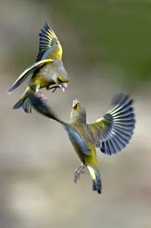 Male Greenfinches (Carduelis chloris) squabbling in flight. Dorset, UK, March