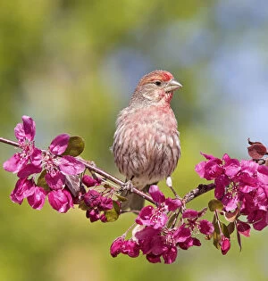 Male House finch (Carpodacus mexicanus) perching on profusion crabapple branch with blooms