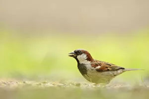 Male House sparrow (Passer domesticus) feeding on the ground, Perthshire, Scotland