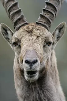 Male Ibex (Capra ibex), Aiguilles Rouges (Red Peaks) National Nature Reserve, Haute-Savoie