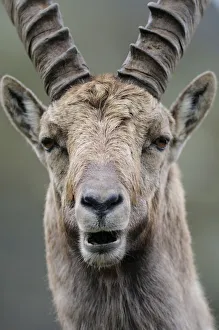Male Ibex (Capra ibex), Aiguilles Rouges (Red Peaks) National Nature Reserve, Haute-Savoie