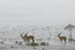 Waiting Prints: Male impalas (Aepyceros melampus) standing in heavy rain, Masai-Mara Game Reserve, Kenya