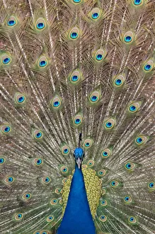 Images Dated 9th April 2010: Male Indian peafowl (Pavo cristatus) displaying, captive