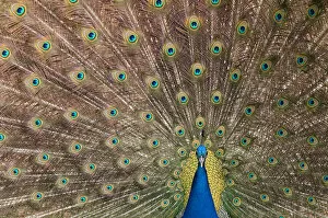 Images Dated 9th April 2010: Male Indian peafowl (Pavo cristatus) displaying, captive