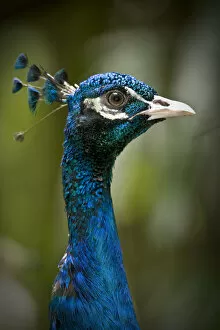 Male Indian peafowl / peacock (Pavo cristatus) from open forest areas on the Indian subcontinent