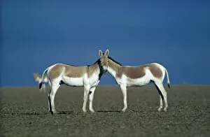 April 2021 Highlights Gallery: Two male Indian Wild Asses (Equus hemionus khur), looking like they share a single head