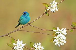 Wildflower Prints: Male Indigo bunting (Passerina cyanea) perched in flowering Serviceberry (Amelanchier) in spring