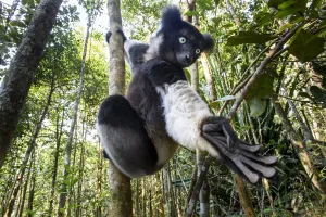 Lemur Indri Prints: Male Indri (Indri indri) reaching for leaves / foraging in forest understorey