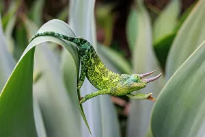 Male Jacksons chameleon (Chamaeleo jacksoni) reaching out as it moves between leaves, Maui, Hawaii