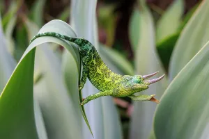 Male Jackson's chameleon (Chamaeleo jacksoni) reaching out as it moves between leaves, Maui, Hawaii