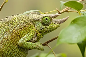 Chamaeleonidae Prints: Male Jacksons chameleon (Chamaeleo jacksonii) on tree branch, East Africa