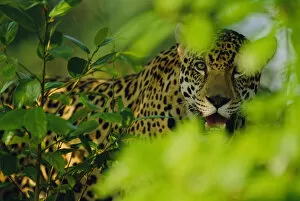 Male Jaguar through vegetation {Panthera onca} captive Pantanal, Brazil