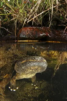 Images Dated 20th August 2010: Male Japanese giant salamander (Andria japonicus) emerging from a nest hole in order to breathe