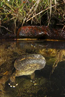 Salamanders Prints: Male Japanese giant salamander (Andria japonicus) emerging from a nest hole in order to breathe