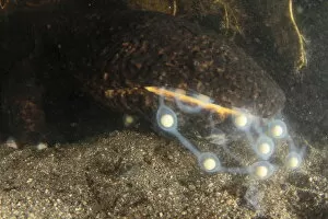 Male Japanese giant salamander (Andrias japonicus) eating the eggs of another salamander