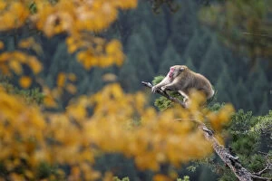 Male Japanese macaque (Macaca fuscata) roaring to attract females during the breeding season