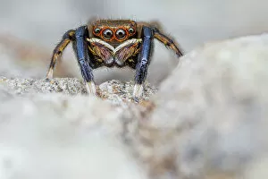 Male Jumping spider (Euophrys frontalis) close up, Derbyshire, UK. May. Focus stacked image