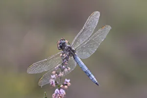 Male Keeled skimmer (Orthetrum coerulescens) in flight, Holt Lows CP, Norfolk, England Male Keeled skimmer (Orthetrum coerulescens) in flight, Holt Lows CP, Norfolk, England