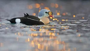 Male King eider duck (Somateria spectabilis) on water, Batsfjord, Norway, March