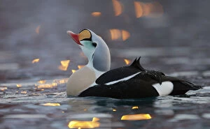 Images Dated 3rd March 2013: Male King eider (Somateria spectabilis) displaying, Norway, February