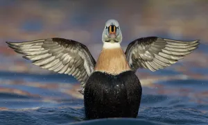 Male King eider (Somateria spectabilis), Batsfjord, Norway, March