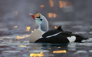 Male King eider (Somateria spectabilis) displaying, Norway, February