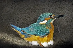 Caring Prints: Male Kingfisher (Alcedo atthis) sitting on eggs for his brooding period in an artificial nest