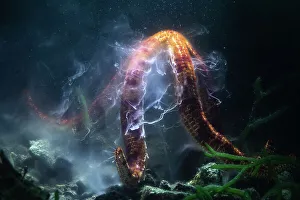 Male Leach's sea star (Leiaster leachi) broadcast spawning, releasing streams of sperm from its arms. Kagoshima Prefecture, Kyushu, Japan. Wildlife Photographer of the Year 2022 - Underwater category - Winner