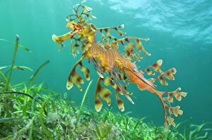 Swimming Gallery: A male Leafy Seadragon (Phycodurus eques) carrying eggs. Wool Bay, Edithburgh, South Australia