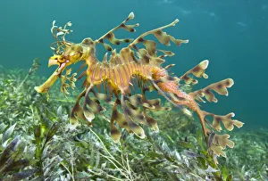 A male Leafy Seadragon (Phycodurus eques) carries a new batch of eggs on his tail