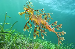 Habitat Prints: A male Leafy Seadragon (Phycodurus eques) carrying eggs