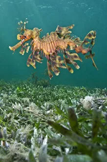 Images Dated 23rd November 2007: A male Leafy Seadragon (Phycodurus eques) swimming. Wool Bay Jetty, Edithburgh, Yorke Peninsular