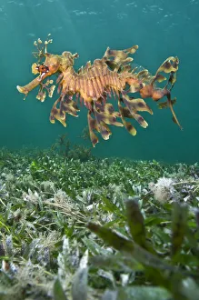Images Dated 23rd November 2007: A male Leafy Seadragon (Phycodurus eques) swimming. Wool Bay Jetty, Edithburgh, Yorke Peninsular