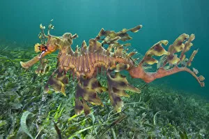 Images Dated 23rd November 2007: A male Leafy Seadragon (Phycodurus eques) swimming. Wool Bay Jetty, Edithburgh, Yorke Peninsular