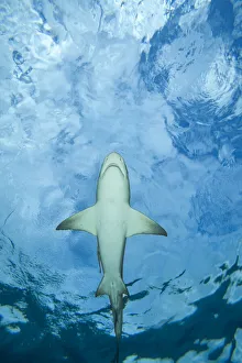 Negaprion Prints: Male Lemon shark (Negaprion brevirostris) gliding just below the surface
