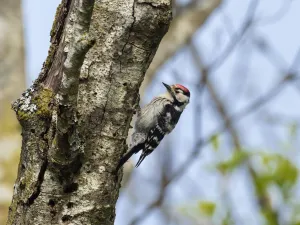 Images Dated 28th January 2022: Male Lesser spotted woodpecker (Dryobates minor) perching on tree trunk, Germany, Europe. May