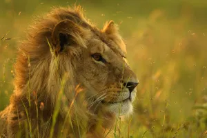 Male Lion head portrait, resting in long grass {Panthera leo} Masai Mara, Kenya, Africa