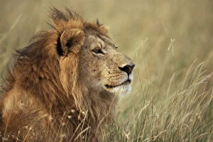 Images Dated 7th March 2006: Male lion (Panthera leo) head portrait, Masai Mara, Kenya