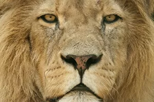 African Lion Gallery: Male Lion (Panthera leo) portrait, close-up of face, captive, occurs in Africa