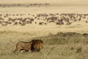 Male Lion (Panthera leo) Romeo in habitat, from the Marsh Pride, Masai Mara