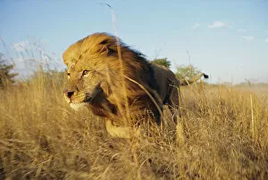 African Lion Gallery: Male Lion running through grass {Panthera leo} Masai Mara, Kenya