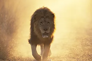 Male Lion walking towards camera {Panthera leo} Masai Mara, Kenya