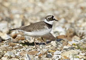 Wetlands Collection: Male Little ringed plover (Charadrius dubius) on the edge of a freshwater gravel pit