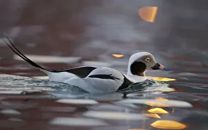 Male Long-tailed duck (Clangula hyemalis), Batsfjord, Norway, March