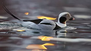 Male Long tailed duck (Clangula hyemalis) on water, Batsfjord, Norway, March