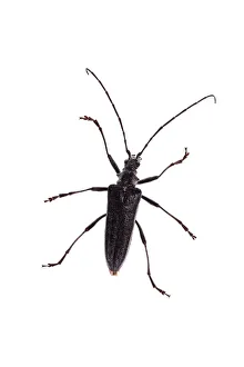 Longhorn Beetles Prints: Male Longhorn beetle (Stenocorus sp) Queyras Natural Park