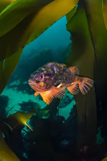 Laminaria Hyperboria Prints: Male Lumpsucker (Cyclopterus lumpus) swimming through Kelp forest (Laminaria hyperborea)