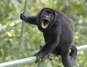 Alouttidae Gallery: Male Mantled howler monkey (Alouatta palliata) on foot bridge