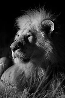 Images Dated 9th September 2010: Male Marsh pride lion (Panthera leo) on a moonless night, Masai Mara, Kenya