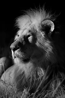 Male Marsh pride lion (Panthera leo) on a moonless night, Masai Mara, Kenya